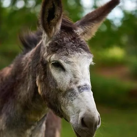 Casa de Férias Epicos Farm With Pool & Donkeys