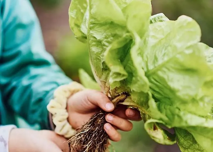 épicos House, Your Away From Home.