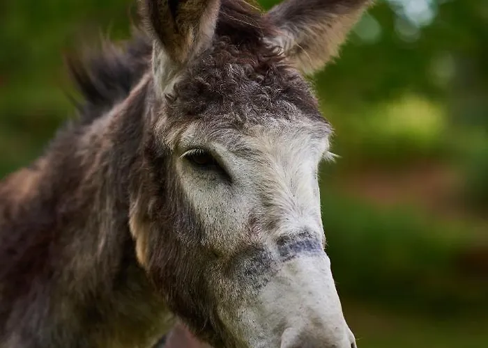 Сasa de vacaciones épicos House, Your Away From Home. *