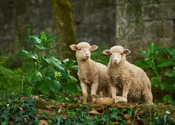 épicos House, Your Away From Home. * Nogueira (Viana do Castelo)