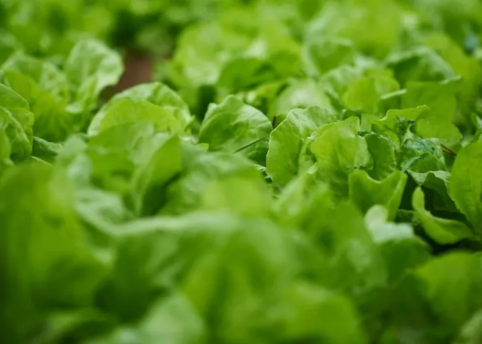 Epicos House, Your Away From Home. Vakantiehuis